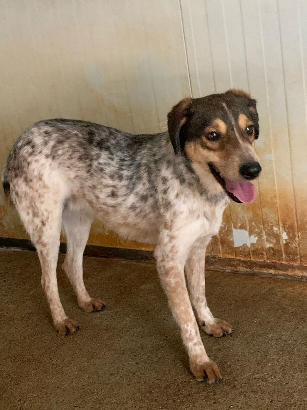 ELVIS, 4 ANNI, TAGLIA MEDIA PICCOLA (15 KG) Foto 4